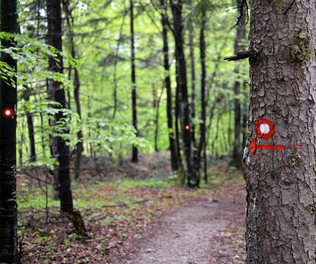 Don't get lost in the woods.の写真素材