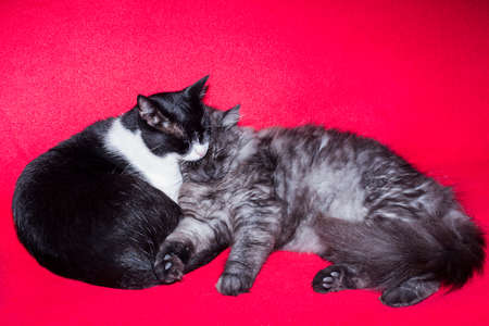 Two cats sleeping on a red background.の写真素材