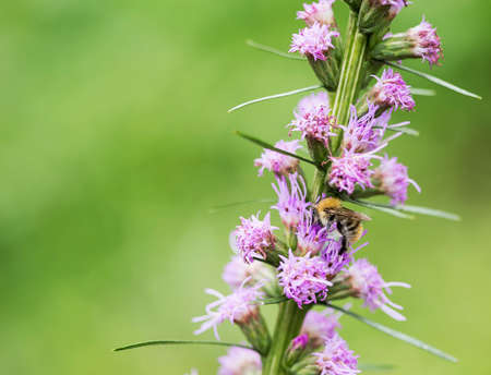 Working bee is searching for some flower dust.