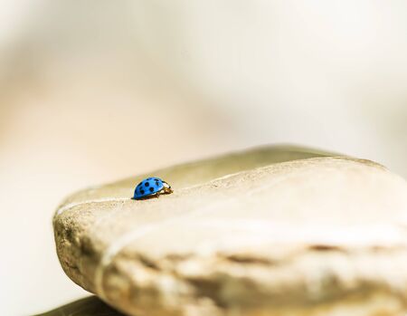 Blue lady bug resting on a stone.の写真素材