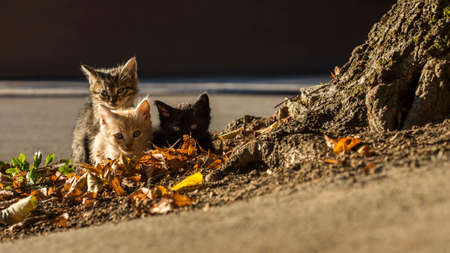 Little kittens in a gorup, with their mother.の写真素材