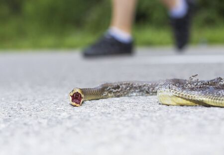Dead snake on the road hit by a carの写真素材