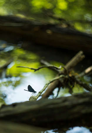 Damselfly taking a rest on a wood.の写真素材