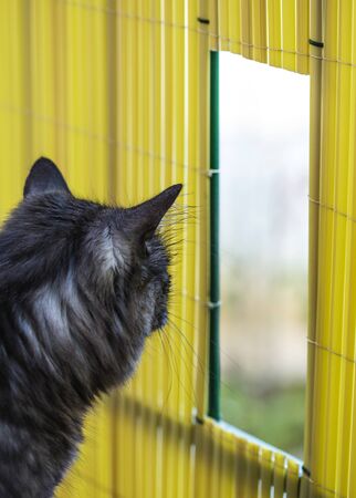 Cat looking through the small hole, leading outside.の写真素材