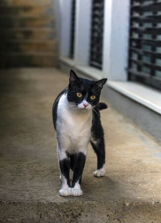 Cat is very curious, and standing still.の写真素材