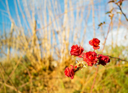 Nature background  with red rose in frontの写真素材