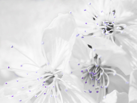 Surreal blooming of a cherry treeの写真素材