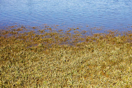 Recently flooded grass by accumulation lake.の写真素材