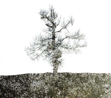 Tree Double exposed with cracked water bubbles.の写真素材