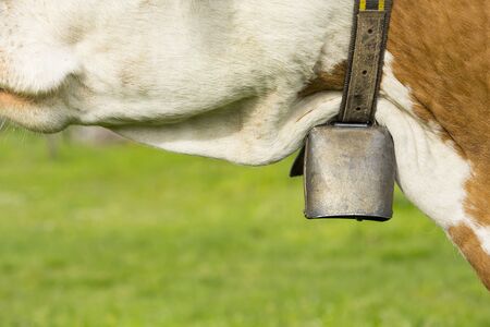 Cow is wearing a metal bell.の写真素材
