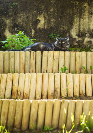 Silver cat is resting on a top ledge.の写真素材