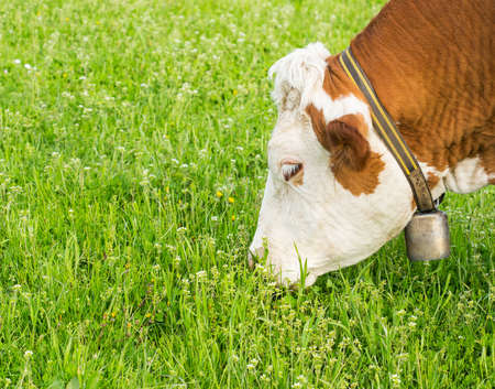 Hungry old cow eating some grass.の写真素材