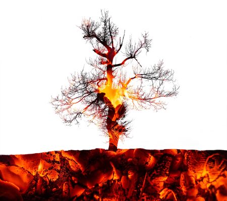 Tree Double exposed with a hot coal.