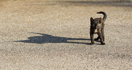 Small cat with a big shadow silhouette by side.の写真素材