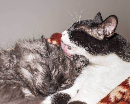 Cat cleaning a cat with a tongue.の写真素材