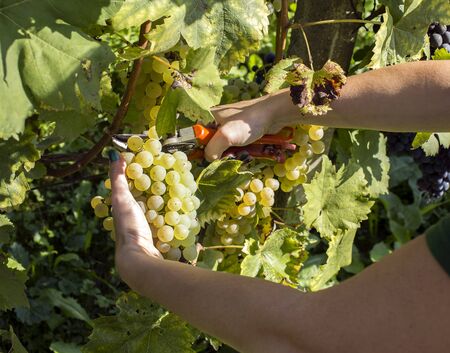 Hand is picking white grapes with scissors.