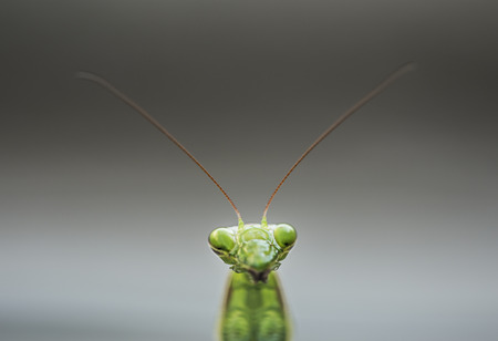 Mantis religiosa macro head frame filled.