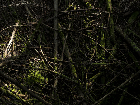 Old tree parts rotting and falling into a sink hole.の写真素材