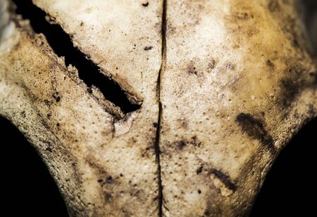 Cat skull hit by some sharp object.の写真素材