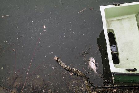 Dead fish in polluted water.