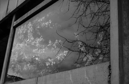 Dead tree forgotten inside of a building.