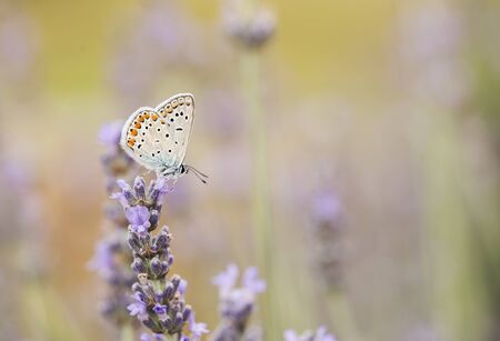 Small butterfly on a lavender plant.の写真素材