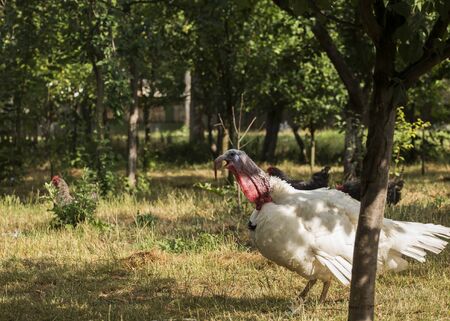 White broad breasted   turkey is making sound on a small farm.