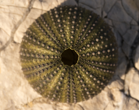 Empty shell of a sea hedgehog.の写真素材