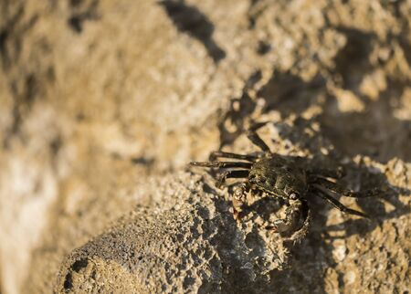Small crab walking on a rock.