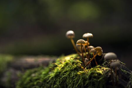 Small mushrooms growing on a moss lit by sunの写真素材