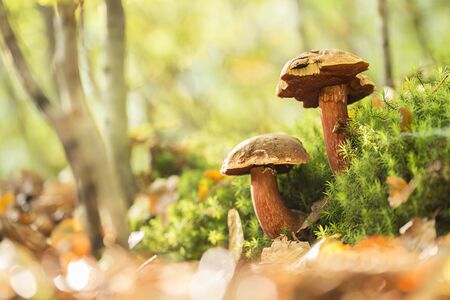 Two boletus erythropus growing over the moss.の写真素材