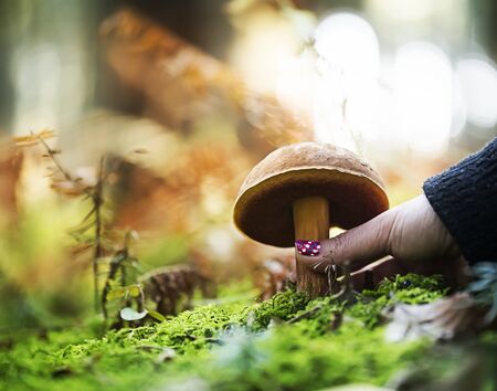 Hand is picking a  boletus erythropus, growing in the forest.の写真素材