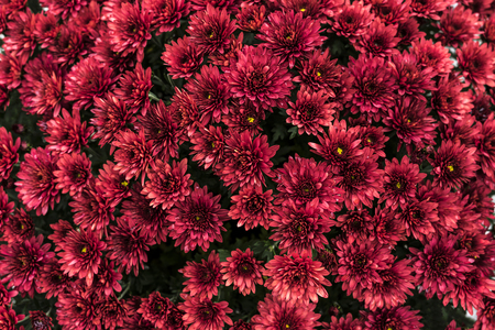 Group of beautiful red flowers close up.の写真素材