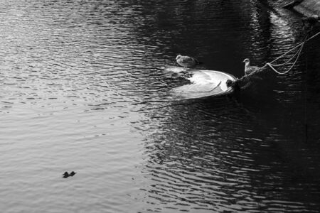 Two birds near a small sinken boat in a mediterranean sea.の写真素材