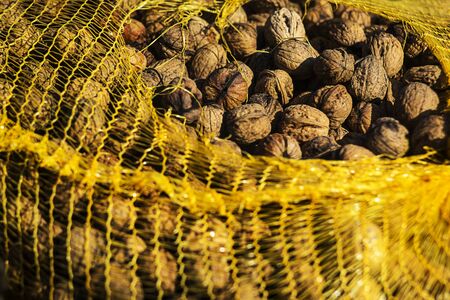Wallnuts gathered in a yellow plastic mesh and drying on sun.