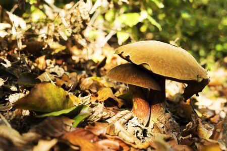 Two boletus growing together in the forest ground.の写真素材