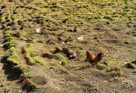 Group of chickens are looking for food, probably worms.