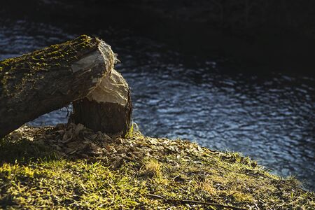 Tree cut down by a beaver near a flowing river.の写真素材