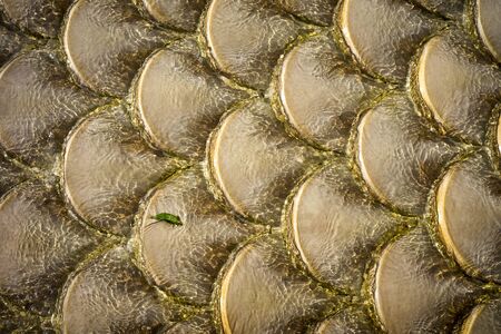 Small leaf is struggling with the water flow ressembling lifeの写真素材