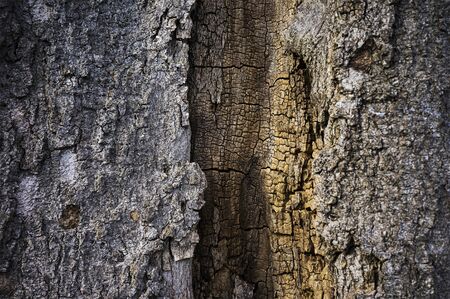 View of inside of an old tree trunk with detail core