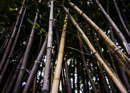 View under the group of bamboo treesの写真素材