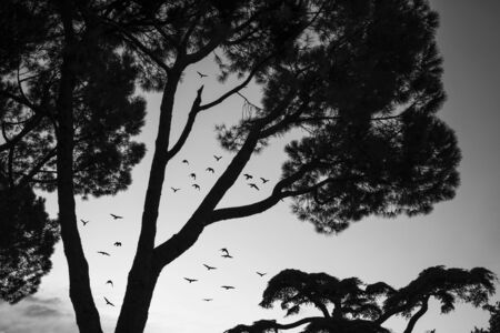 Tree silhuette with some birds flying in the air.の写真素材