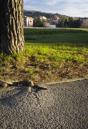 Root from a tree is breaking the asphaltの写真素材