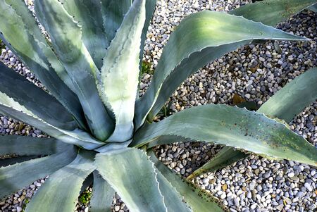 Giant aloe vera plant growing outdoor.の写真素材