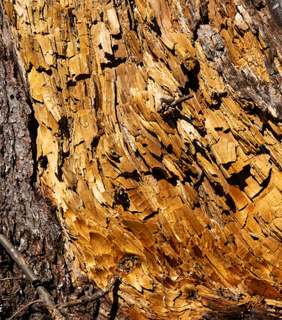Decaying and fractured wood stump detail view.の写真素材