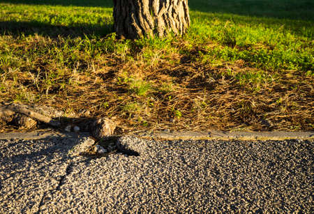 Root from a tree is breaking the asphalt