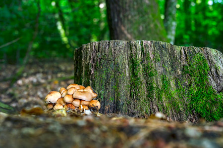 Kuehneromyces mutabilis mushrooms growing near a tree stump.の写真素材