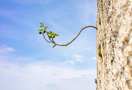 Branch of a fig tree growing through a small wall hole.の写真素材