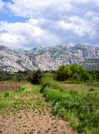 Small potato plants in the valley of the mountains, located in Paklenica, Croatia.の写真素材