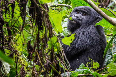 A young gorilla eats leaves as it looks into the camera in Ugandaの写真素材